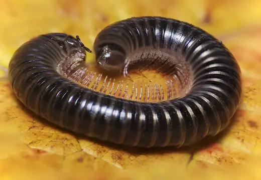 White-legged snake millipede, photo 1 of 3