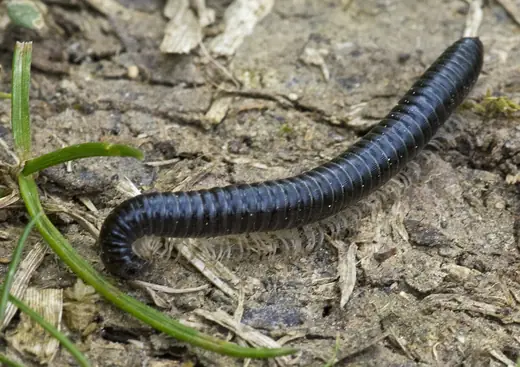 White-legged snake millipede, photo 2 of 3
