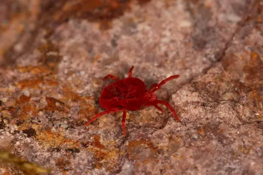 Red velvet mite, photo 2 of 3