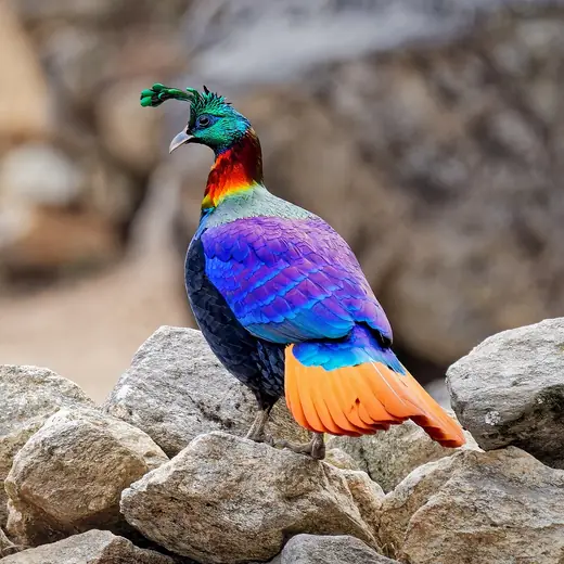 Himalayan monal, photo 1 of 3