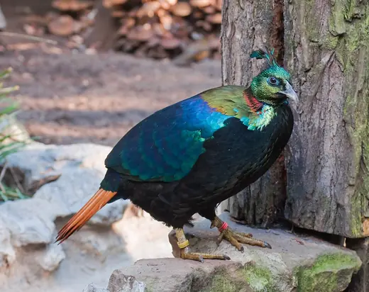 Himalayan monal, photo 2 of 3