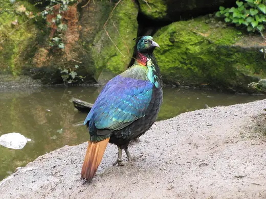 Himalayan monal, photo 3 of 3