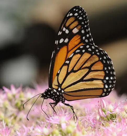 Monarch butterfly, photo 1 of 3
