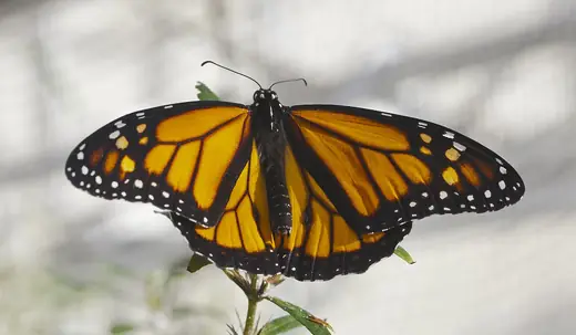 Monarch butterfly, photo 2 of 3