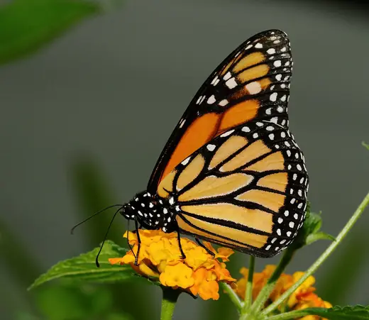Monarch butterfly, photo 3 of 3