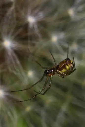 Money spider, photo 3 of 3