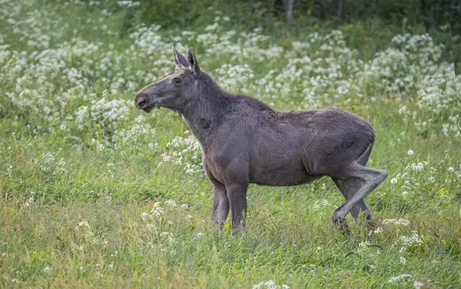 Moose, photo 1 of 3