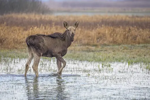 Moose, photo 2 of 3