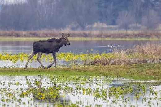 Moose, photo 3 of 3