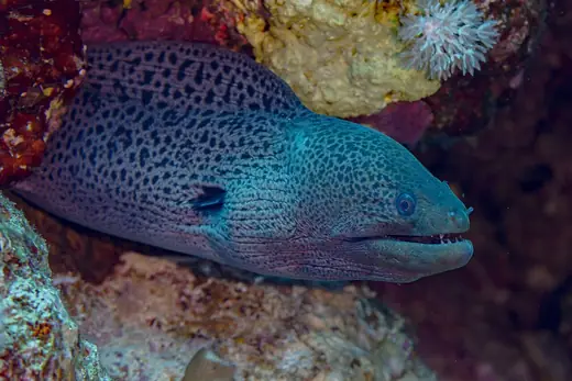 Giant moray, photo 1 of 3