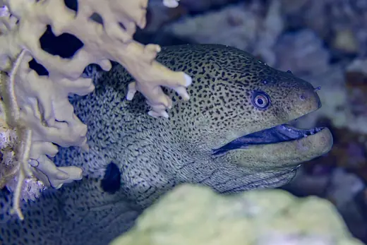 Giant moray, photo 2 of 3