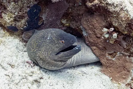 Giant moray, photo 3 of 3