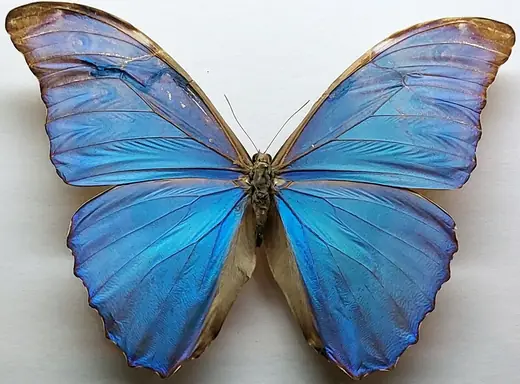 Blue morpho butterfly, photo 1 of 3