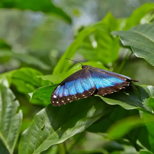 Blue morpho butterfly, photo 2 of 3