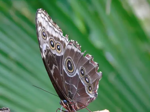 Blue morpho butterfly, photo 3 of 3