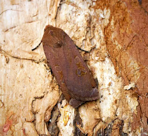 Large yellow underwing, photo 2 of 3