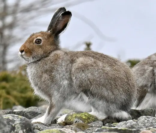 Mountain hare, photo 1