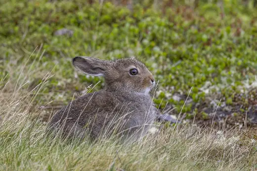 Mountain hare, photo 2