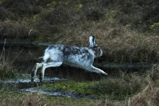 Mountain hare, photo 3