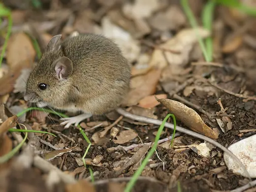 Wood mouse, photo 2 of 3