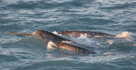 Narwhal, photo 1 of 3
