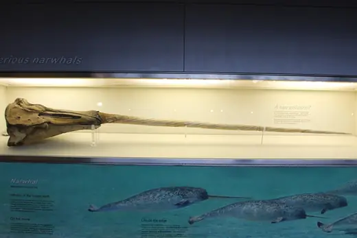 Narwhal, photo 3 of 3