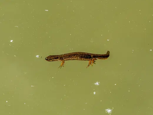 Smooth newt, photo 3 of 3