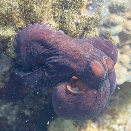 Day octopus, photo 1 of 3