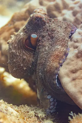 Day octopus, photo 2 of 3