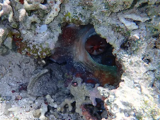 Day octopus, photo 3 of 3