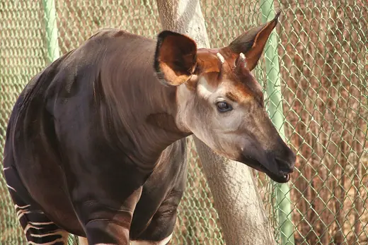 Okapi, photo 1 of 3