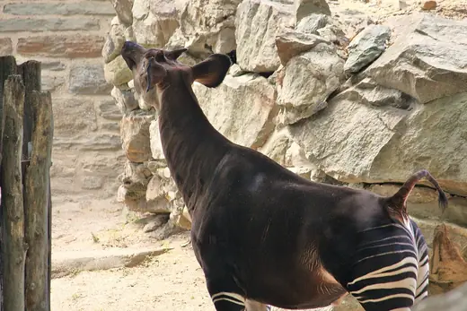Okapi, photo 2 of 3