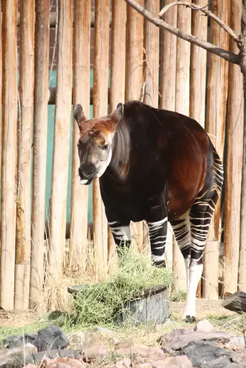 Okapi, photo 3 of 3