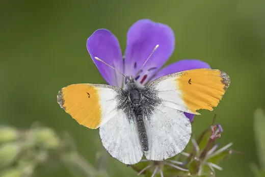 Orange-tip, photo 1 of 3