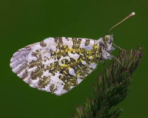 Orange-tip, photo 2 of 3