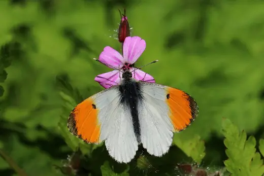Orange-tip, photo 3 of 3