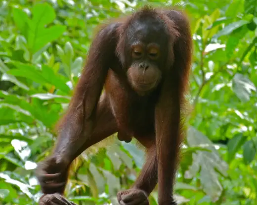 Bornean orangutan, photo 1 of 3