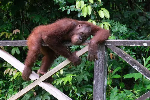 Bornean orangutan, photo 2 of 3