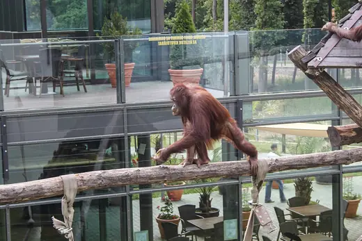 Bornean orangutan, photo 3 of 3