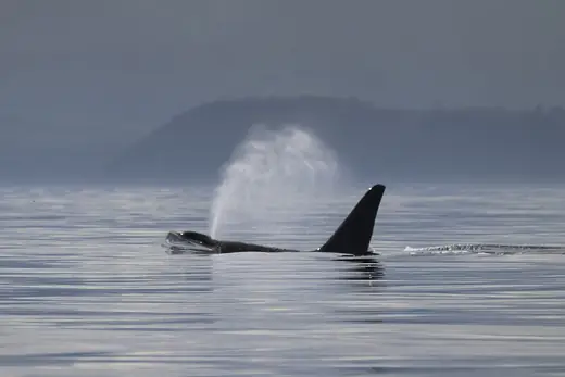 Orca, photo 1 of 3
