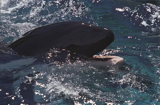 Orca, photo 2 of 3