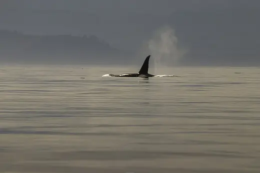 Orca, photo 3 of 3