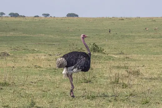 Common ostrich, photo 1 of 3