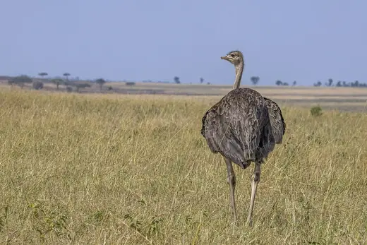 Common ostrich, photo 2 of 3