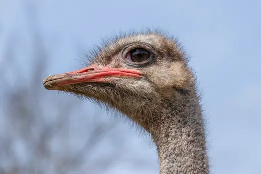 Common ostrich, photo 3 of 3