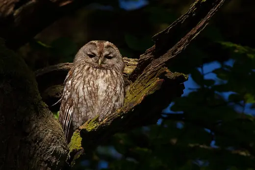 Tawny owl, photo 2 of 3