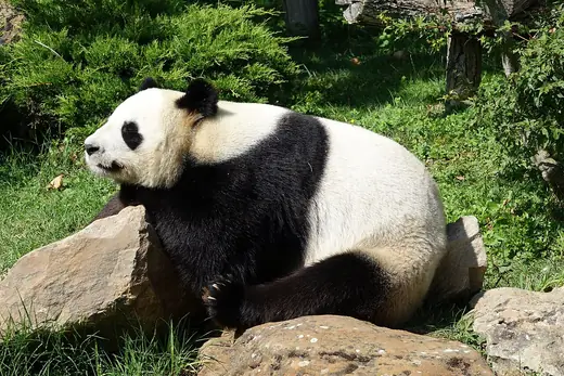 Giant panda, photo 1 of 3