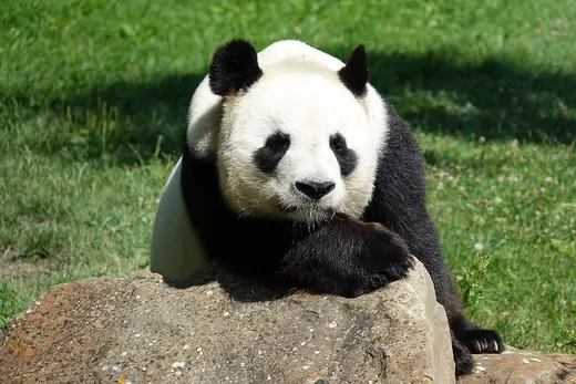 Giant panda, photo 2 of 3