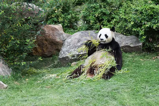 Giant panda, photo 3 of 3