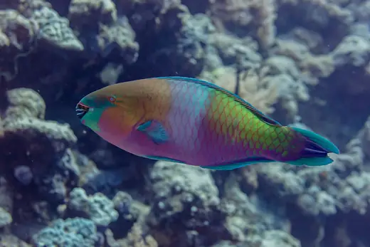 Parrotfish, photo 1 of 3